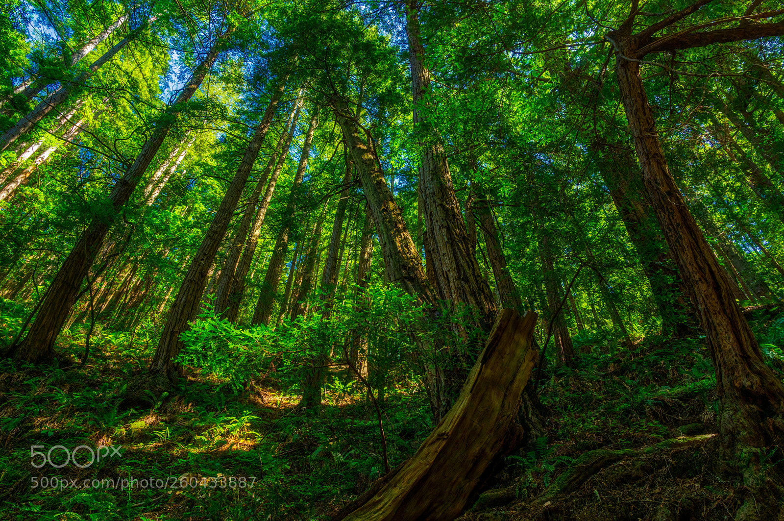 Pentax K-3 II sample photo. Muir woods photography