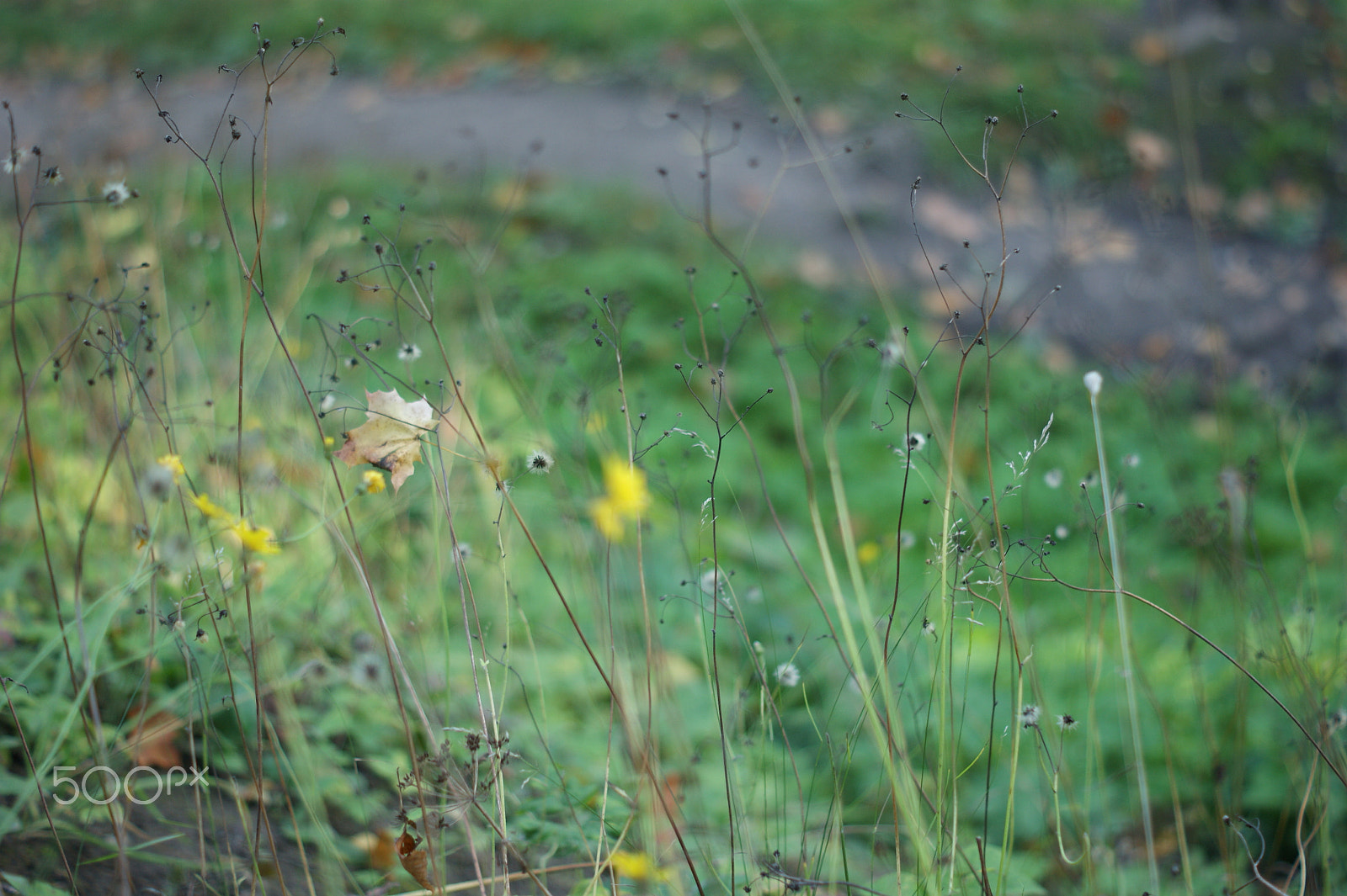 Sony Alpha DSLR-A390 + Sony DT 50mm F1.8 SAM sample photo. Sleepy flowers photography