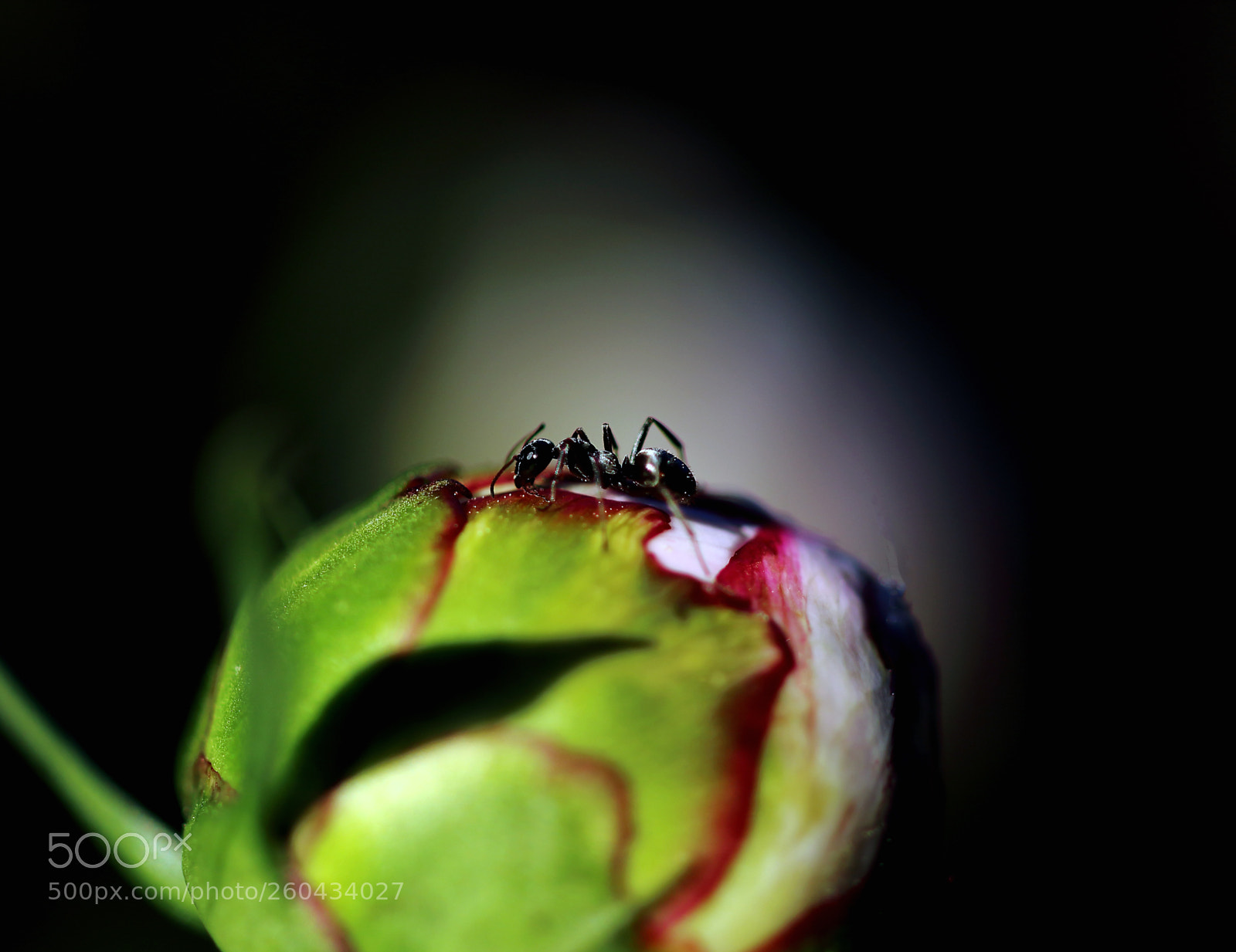 Canon EOS 7D Mark II sample photo. Ant photography