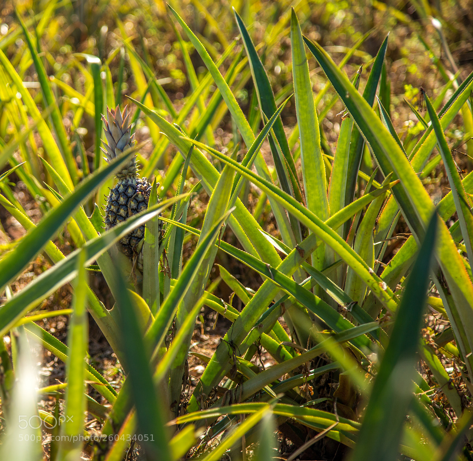 Canon EOS 6D sample photo. Pineapple plantation fruit exotic photography