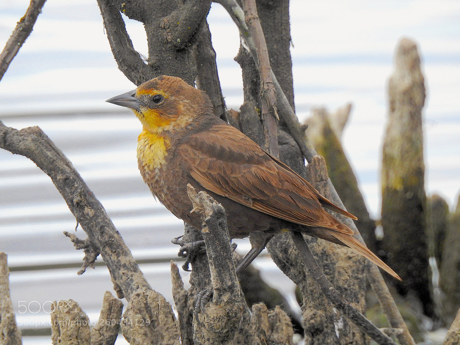 Nikon Coolpix P900 sample photo. Yellow-headed blackbird photography