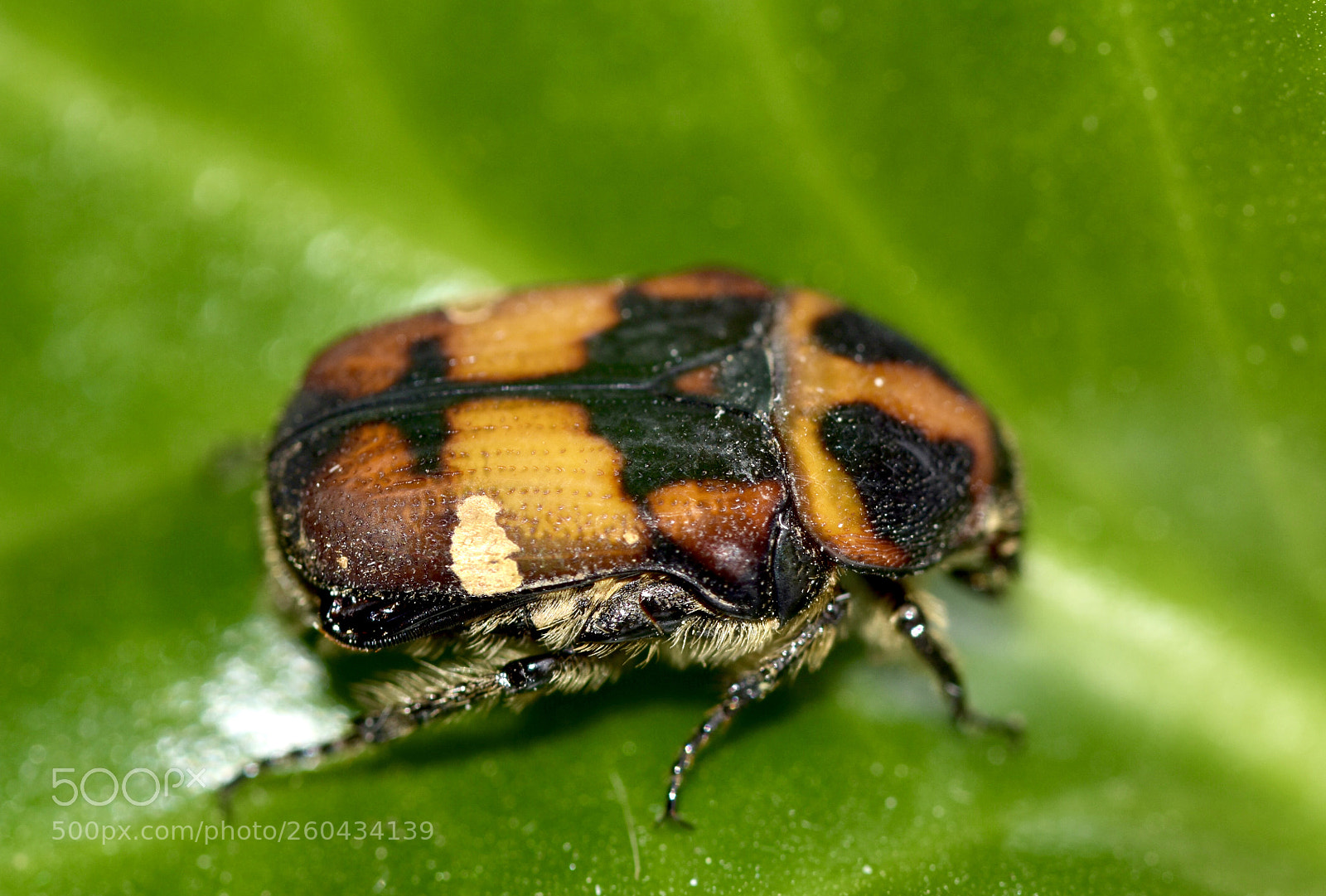 Nikon D7200 sample photo. Cockchafer photography