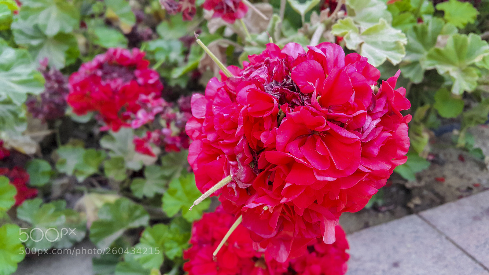 Samsung Galaxy Note4 sample photo. Red blossom photography