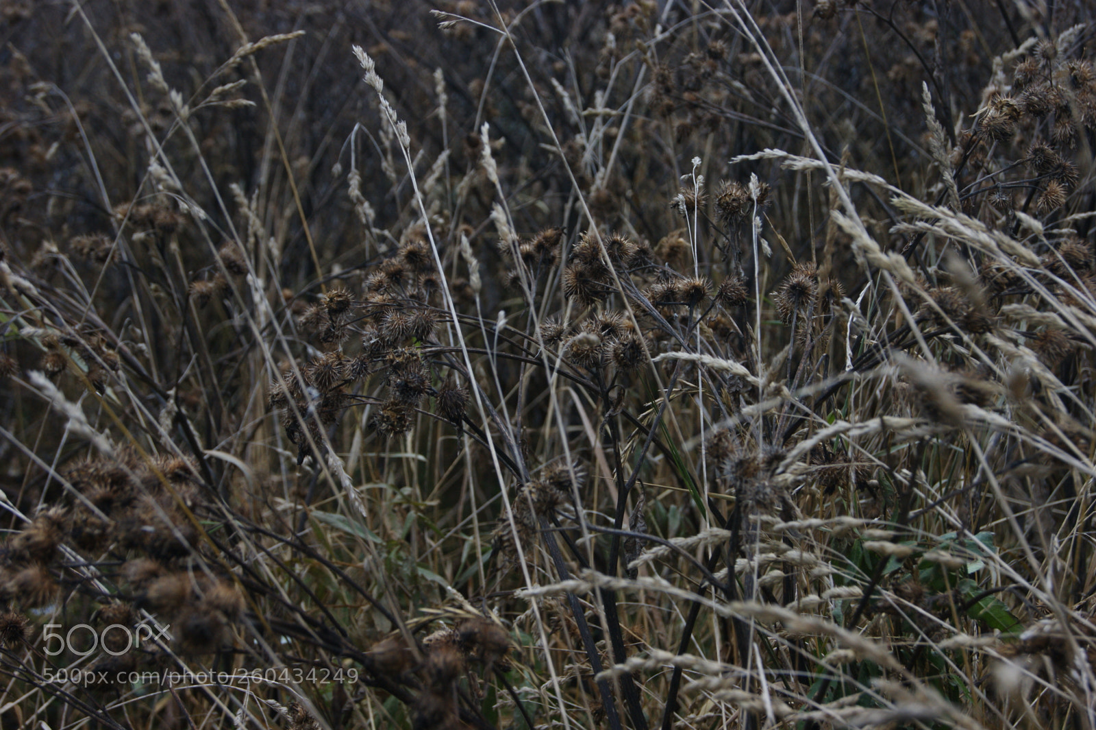 Sony Alpha DSLR-A390 sample photo. Black field photography