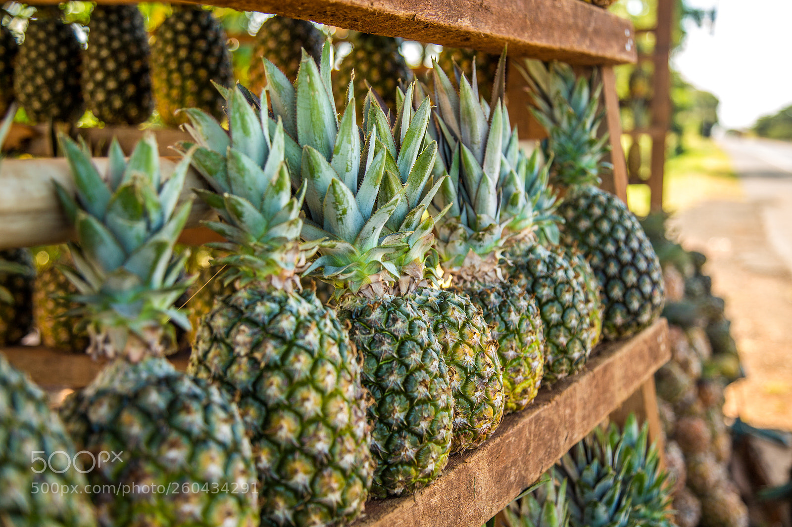 Canon EOS 6D sample photo. Pineapple plantation fruit exotic photography
