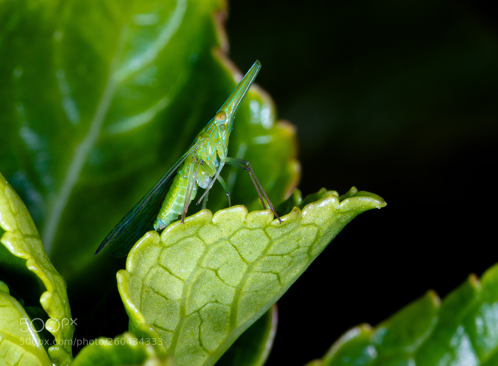 Canon EOS 7D sample photo. Bug2 photography