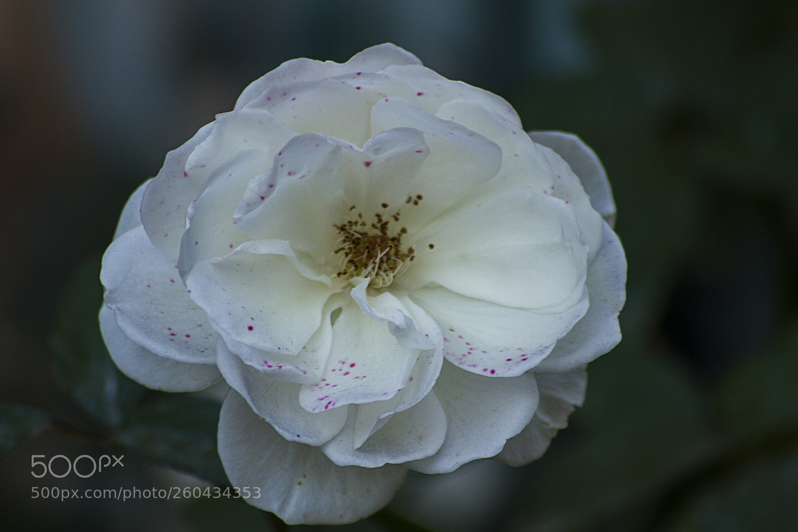 Canon EOS 7D sample photo. Rose photography