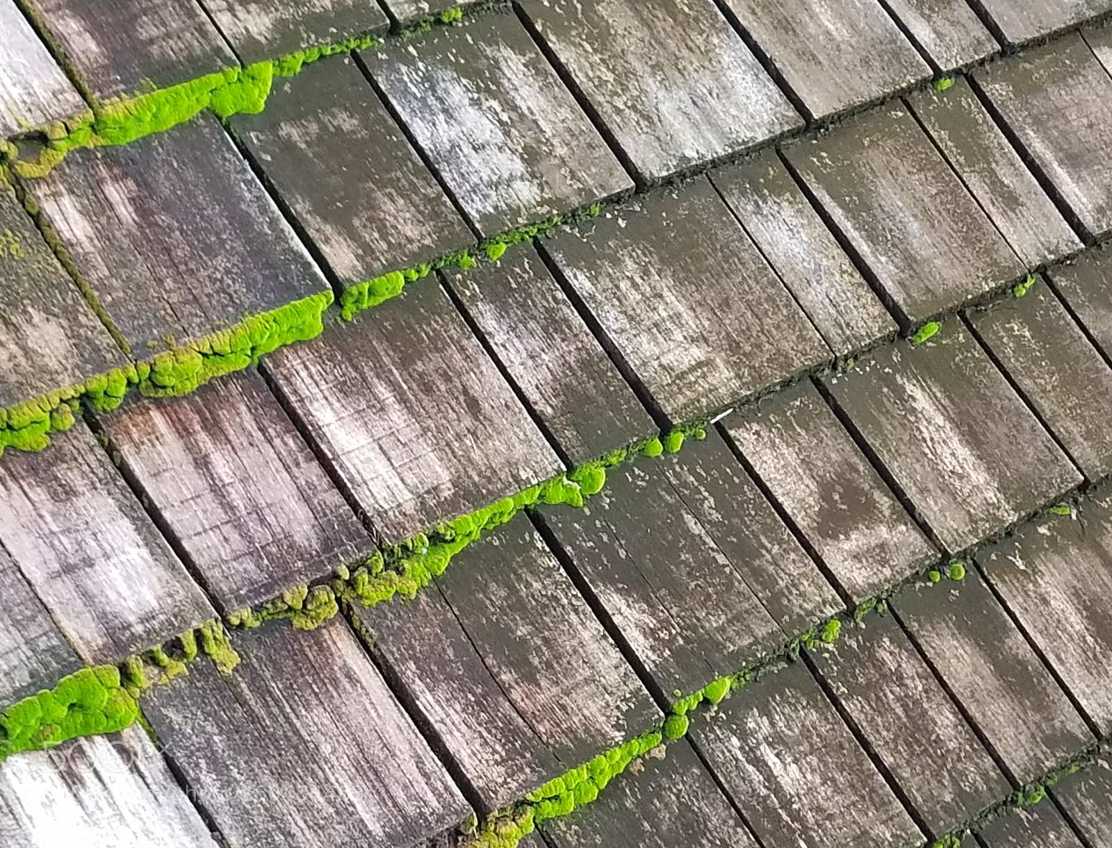 Samsung Galaxy S8+ sample photo. Moss #dragonbaitandjellyfish #aphoracoachhomes photography