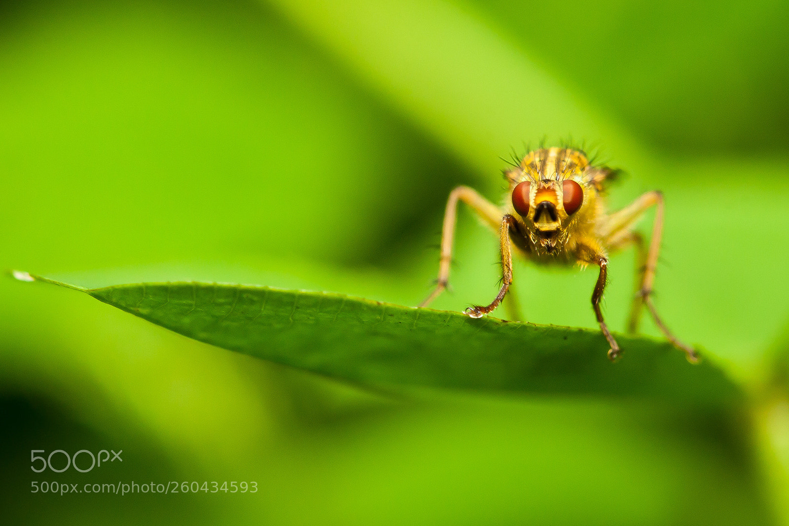 Canon EOS 30D sample photo. Golden dung fly photography