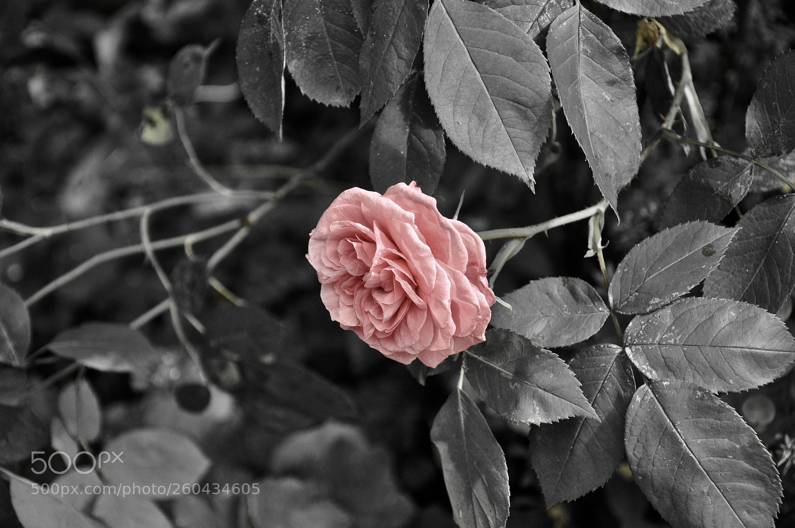 Nikon D90 sample photo. Pink summer flower photography