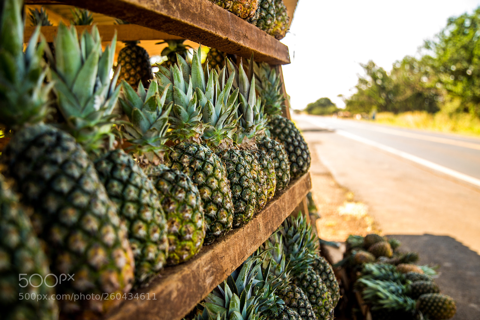 Canon EOS 6D sample photo. Pineapple plantation fruit exotic photography
