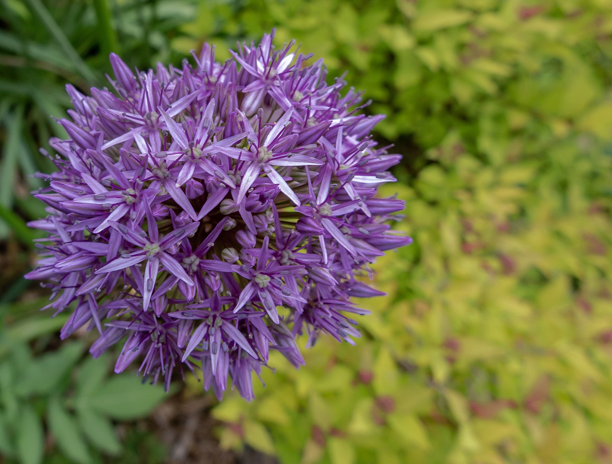 Canon PowerShot G1 X Mark II sample photo. Keeps on springing  photography