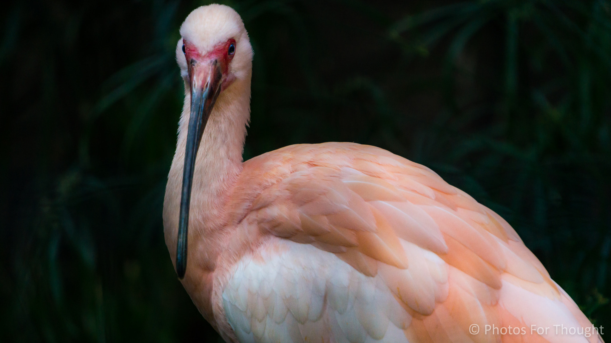 Sony Alpha NEX-5R sample photo. Ibis photography