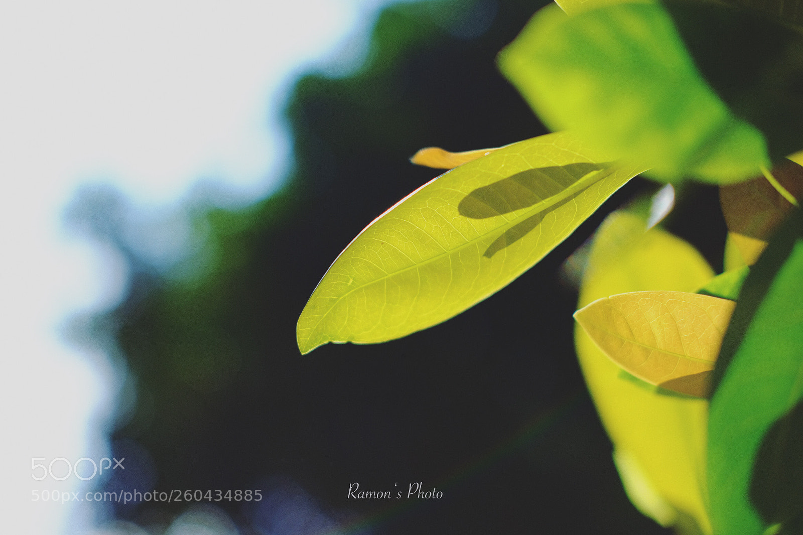 Fujifilm X-T20 sample photo. Leafs  photography