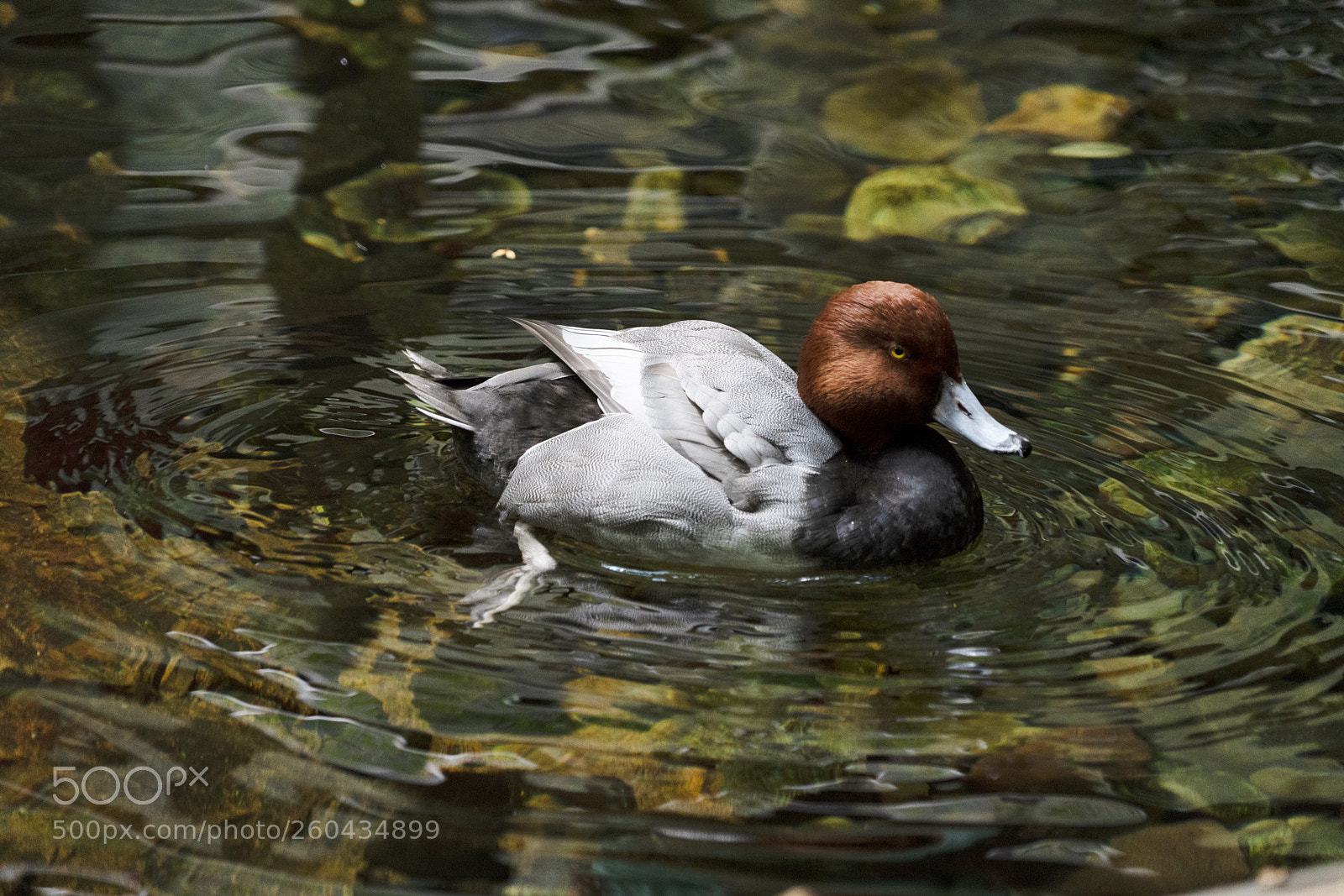 Sony a7R III sample photo. Redhead duck photography