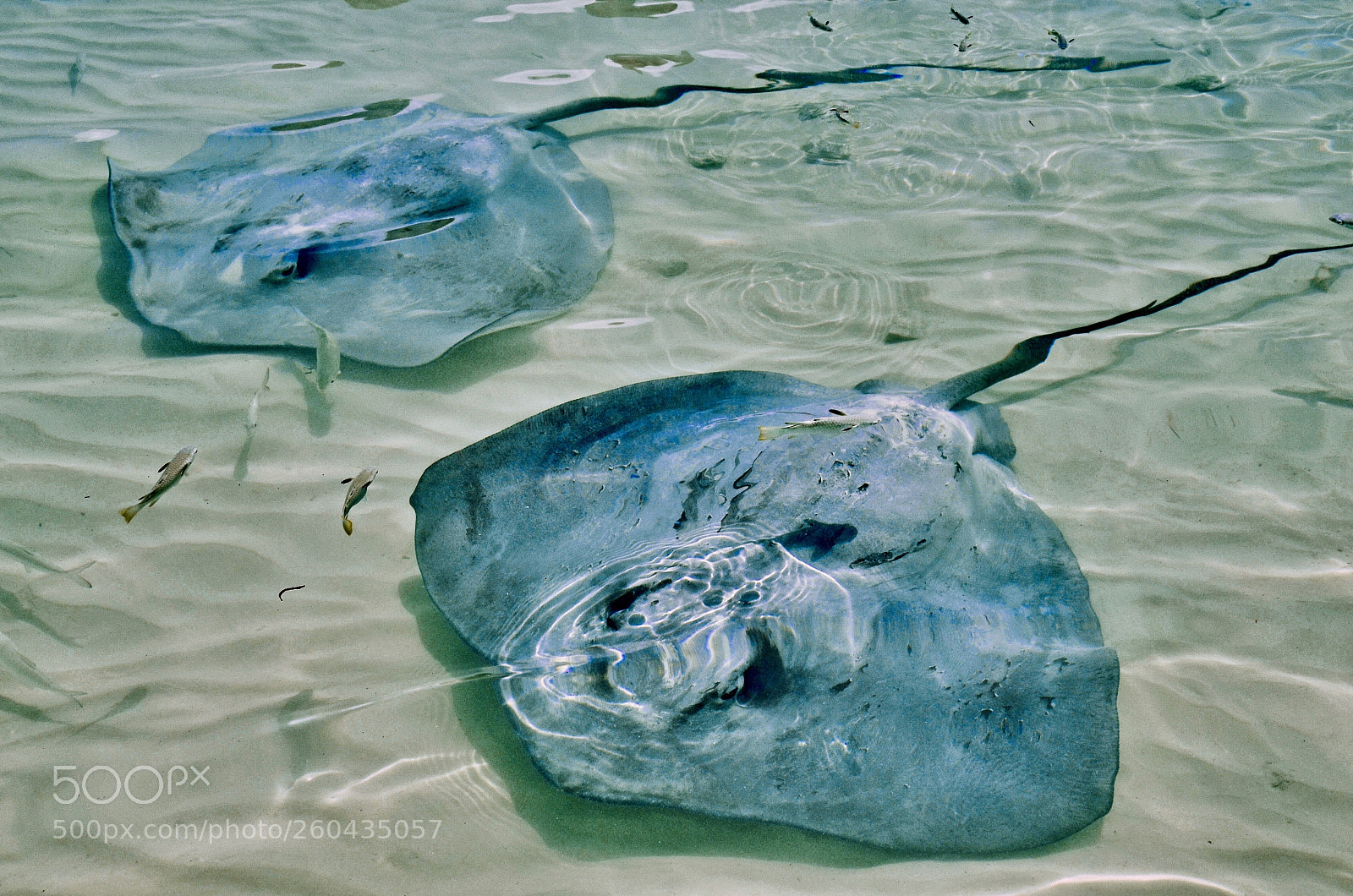 Nikon D7000 sample photo. Sting rays photography