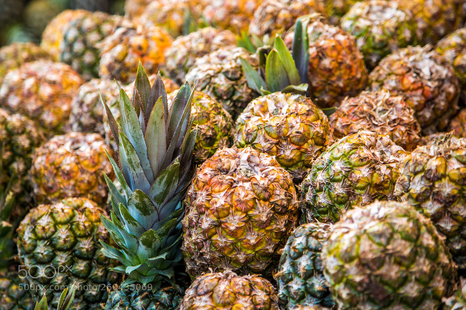 Canon EOS 6D sample photo. Pineapple plantation fruit exotic photography