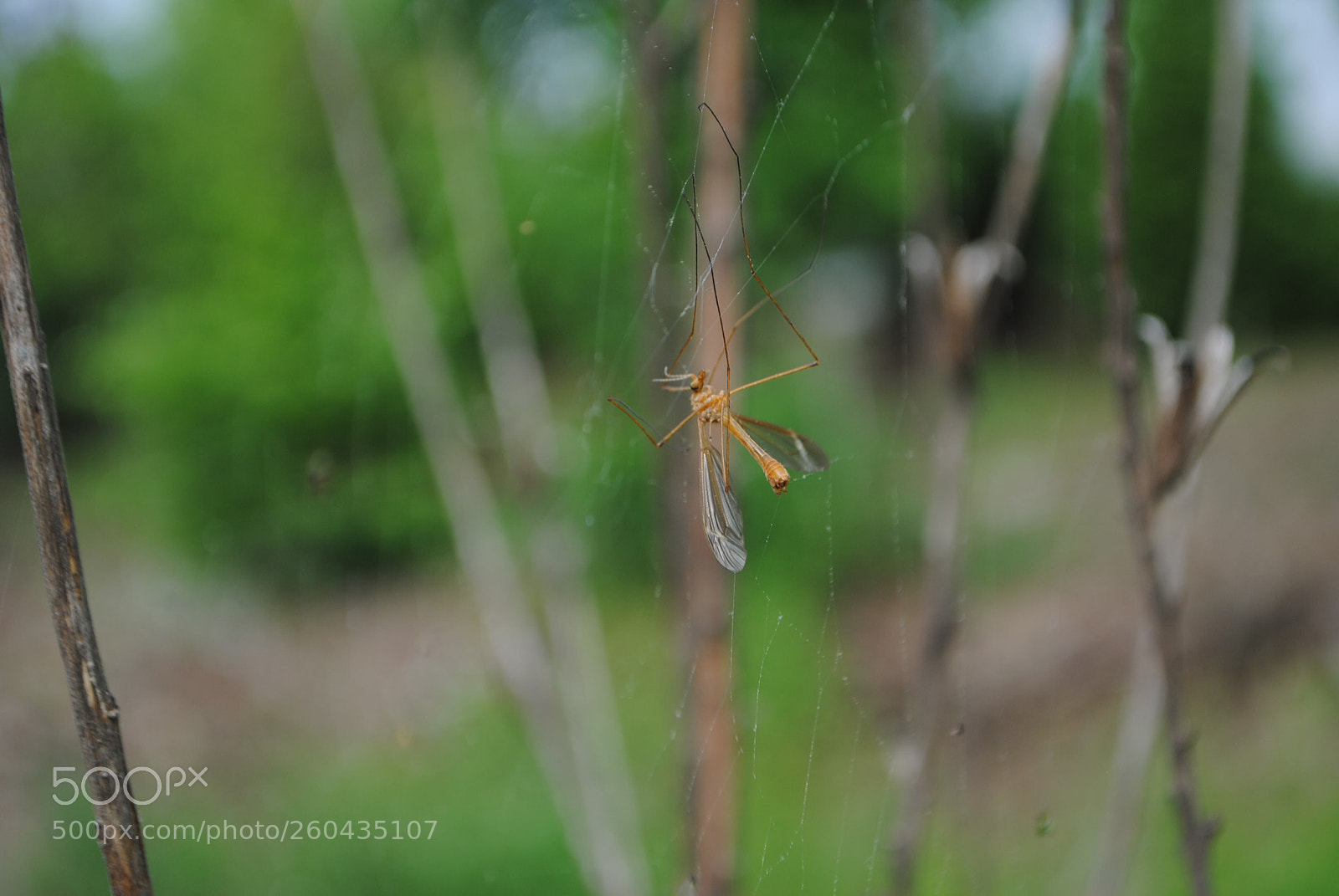 Nikon D3000 sample photo. Caught photography