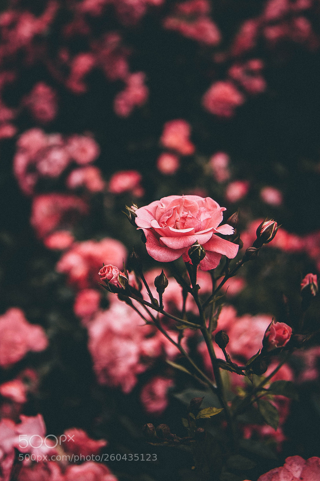 Canon EOS 6D sample photo. Moody photos photography