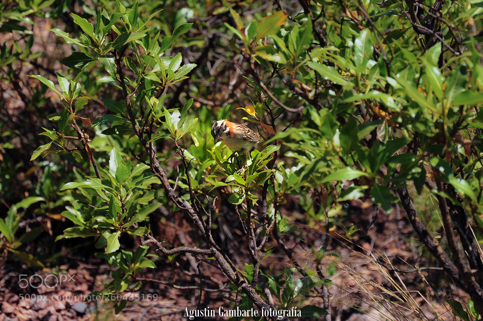 Nikon D90 sample photo. Untitled photography