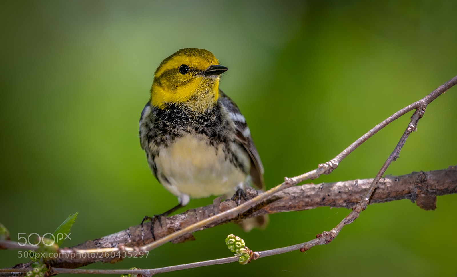 Nikon D500 sample photo. Black-throated green warbler photography