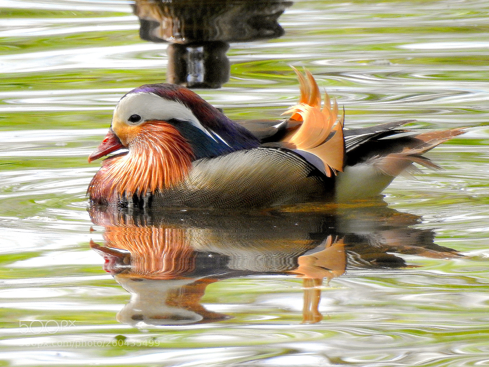 Nikon Coolpix P900 sample photo. Mandarin duck photography