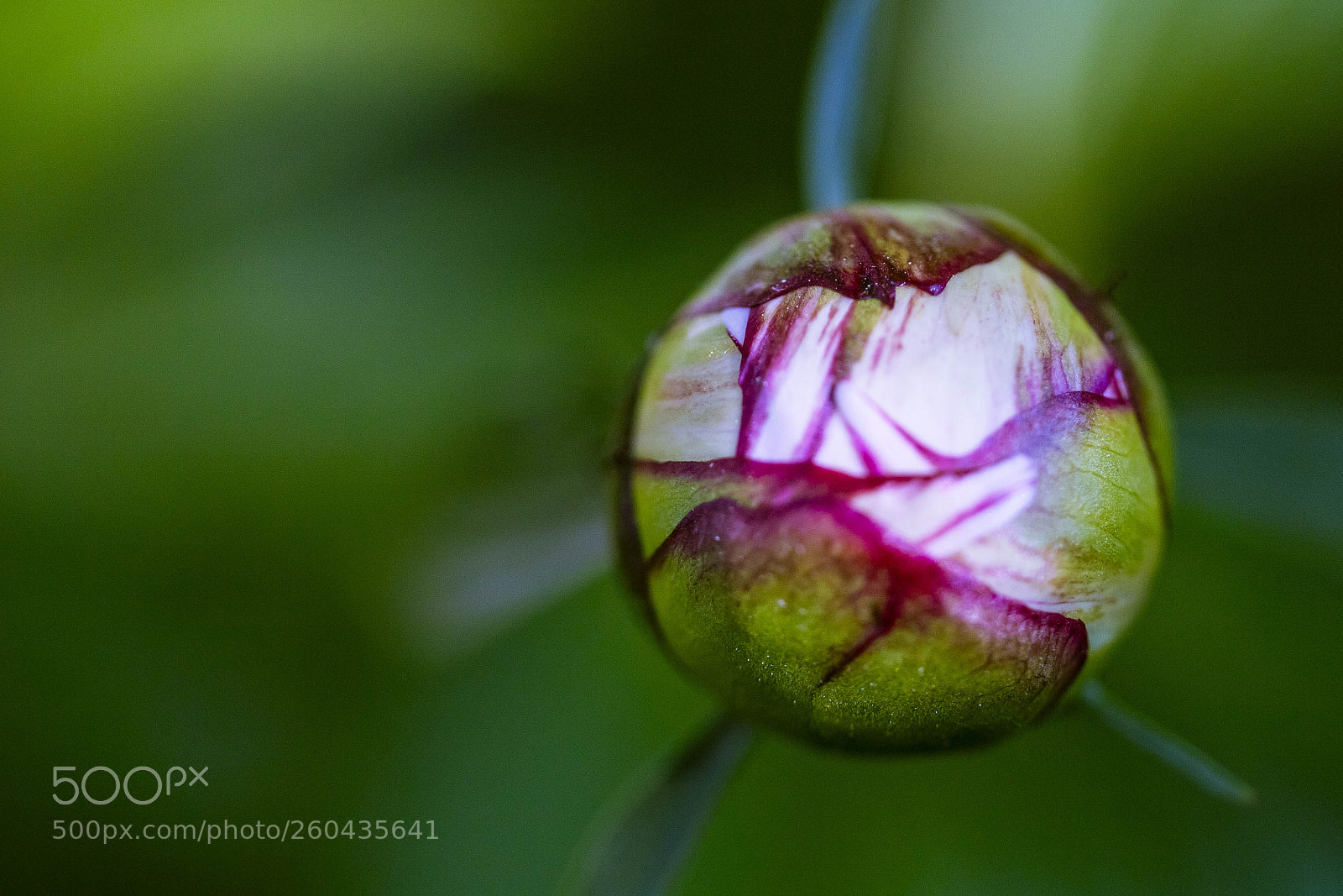 Canon EOS 6D sample photo. Baby peony photography