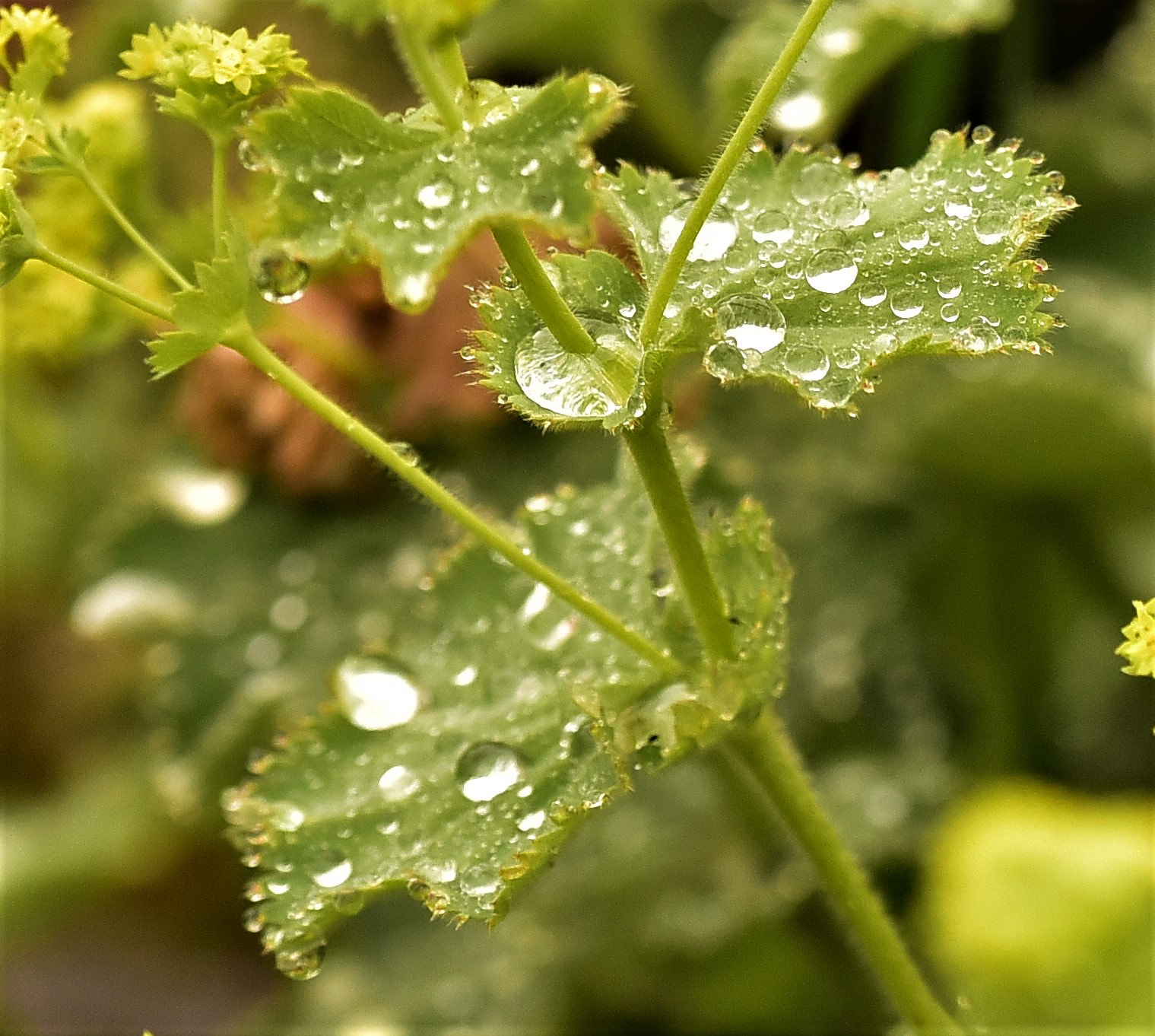 Sigma 105mm F2.8 EX DG OS HSM sample photo. Drops/tropfen/damla photography