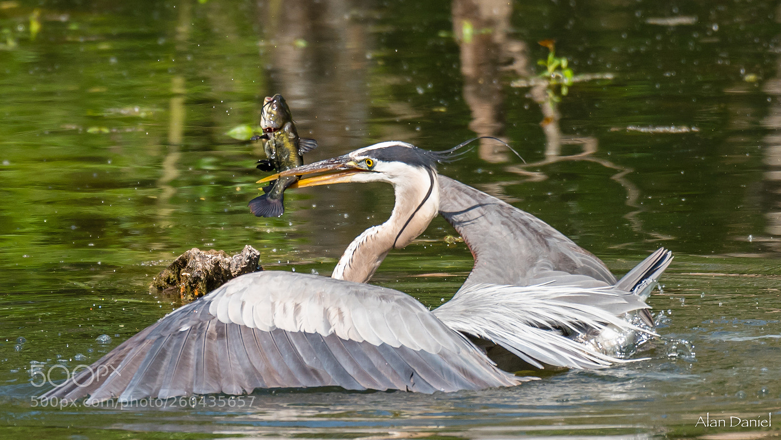 Nikon D750 sample photo. I'll have the catfish photography