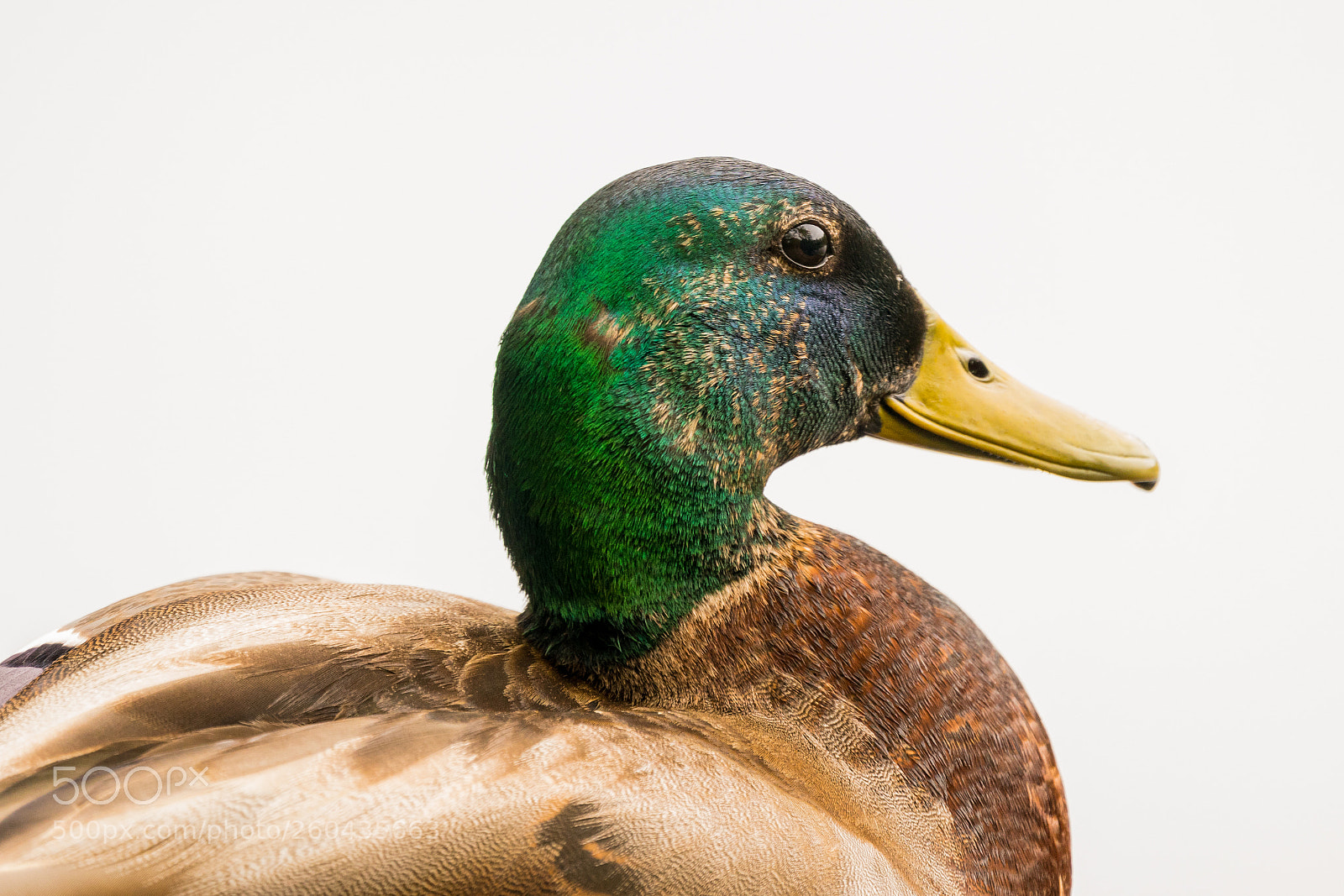 Sony a6300 sample photo. Mallard photography
