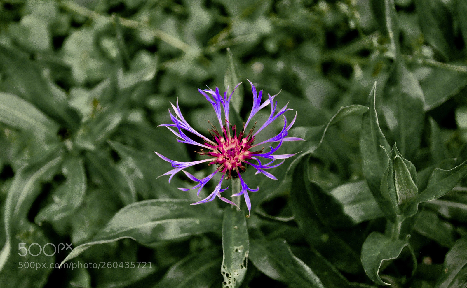Nikon D90 sample photo. Purple star photography