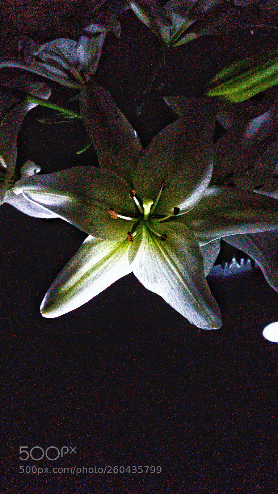 Samsung Galaxy S7 Edge sample photo. Flowerpower photography