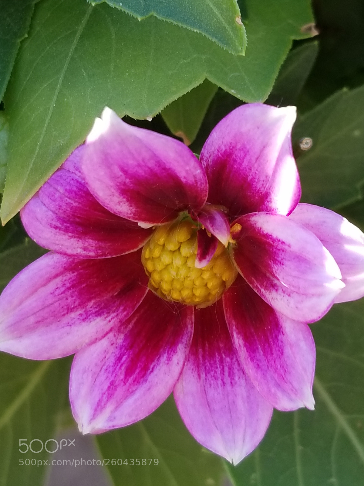 Samsung Galaxy S8 sample photo. Beauty photography