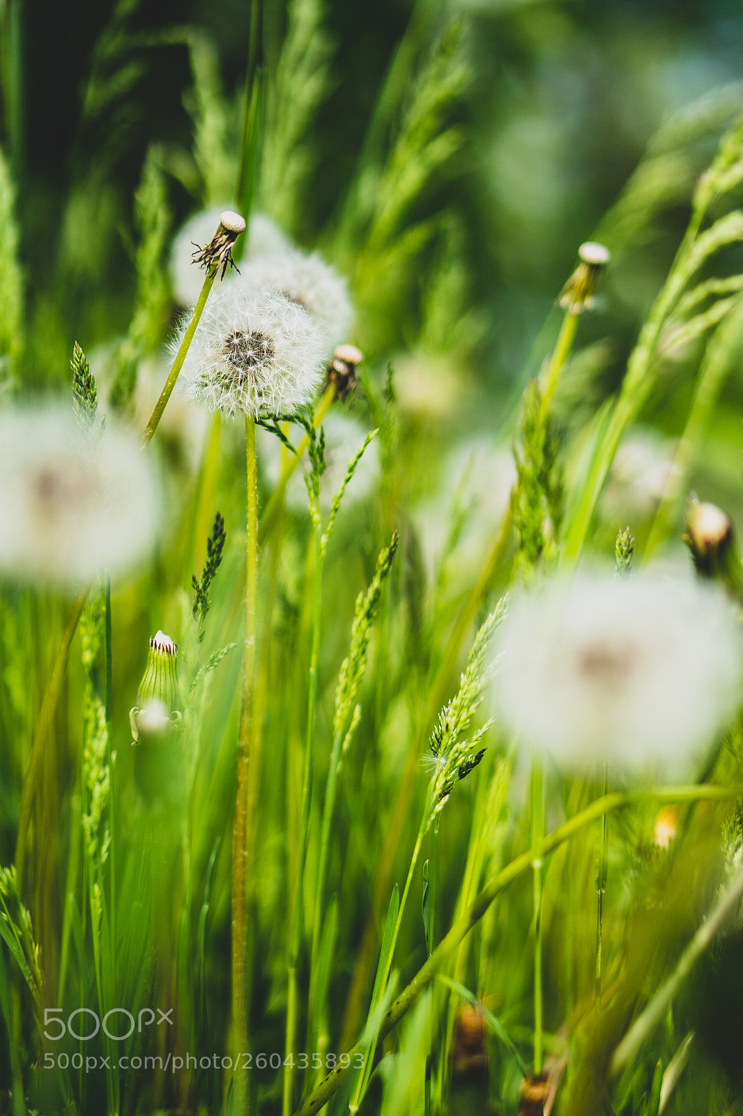 Sony a6300 sample photo. Dandelion photography