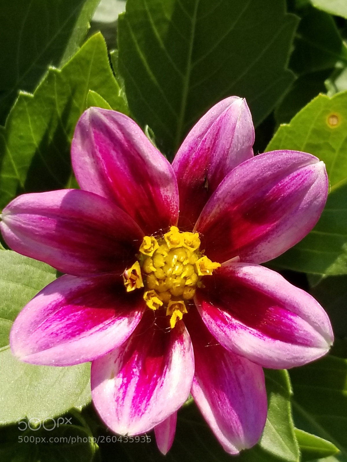 Samsung Galaxy S8 sample photo. #2  beauty photography