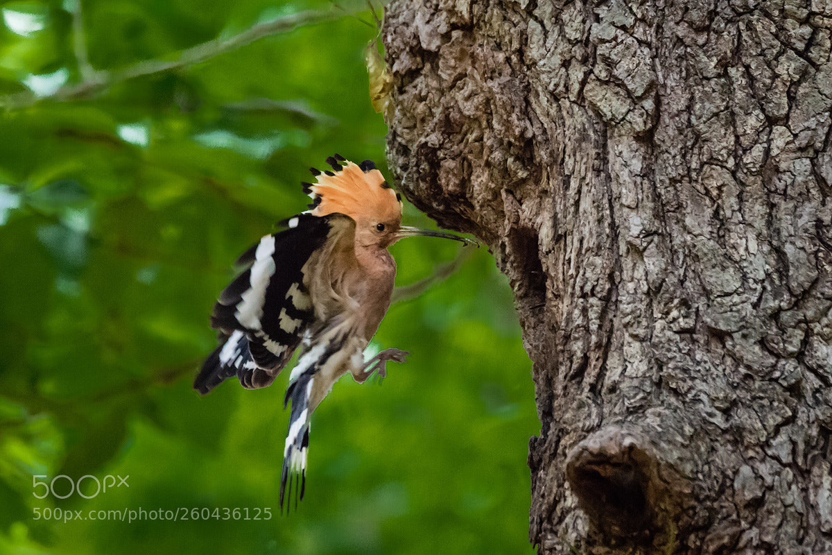 Nikon D810 sample photo. Hoopoe (indian chief) photography