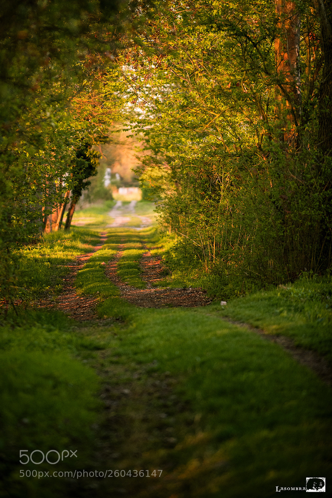 Nikon D810 sample photo. Sunset boulevard photography