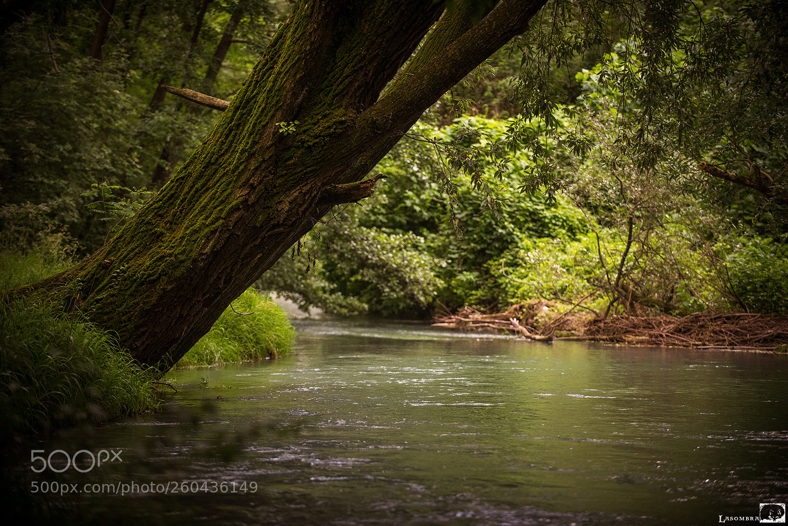Nikon D810 sample photo. River piave photography