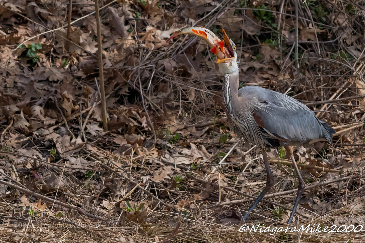 Nikon D850 sample photo. Ok this looks possible photography