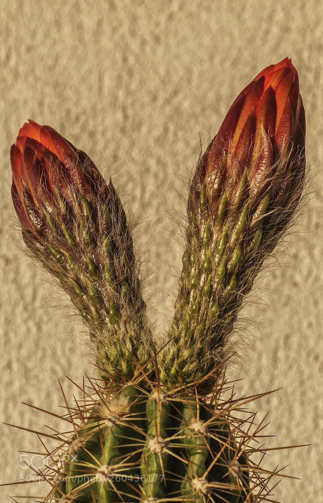 Sony a6300 sample photo. Cactus time.... photography