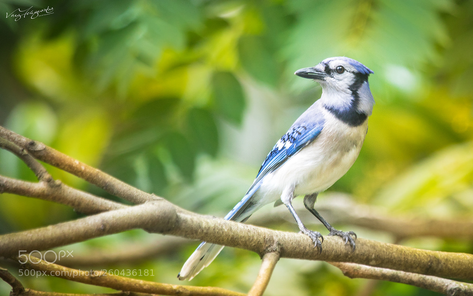 Canon EOS 5D Mark IV sample photo. Majestic blue-jay photography
