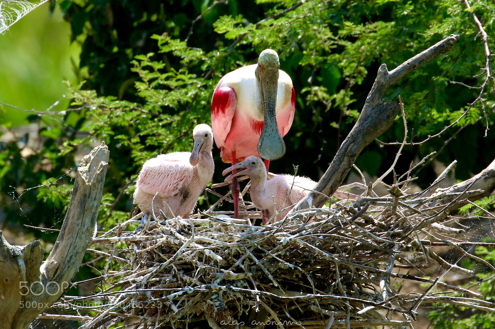 Canon EOS 7D Mark II sample photo. Roseate spoonbill with chicks.....! photography