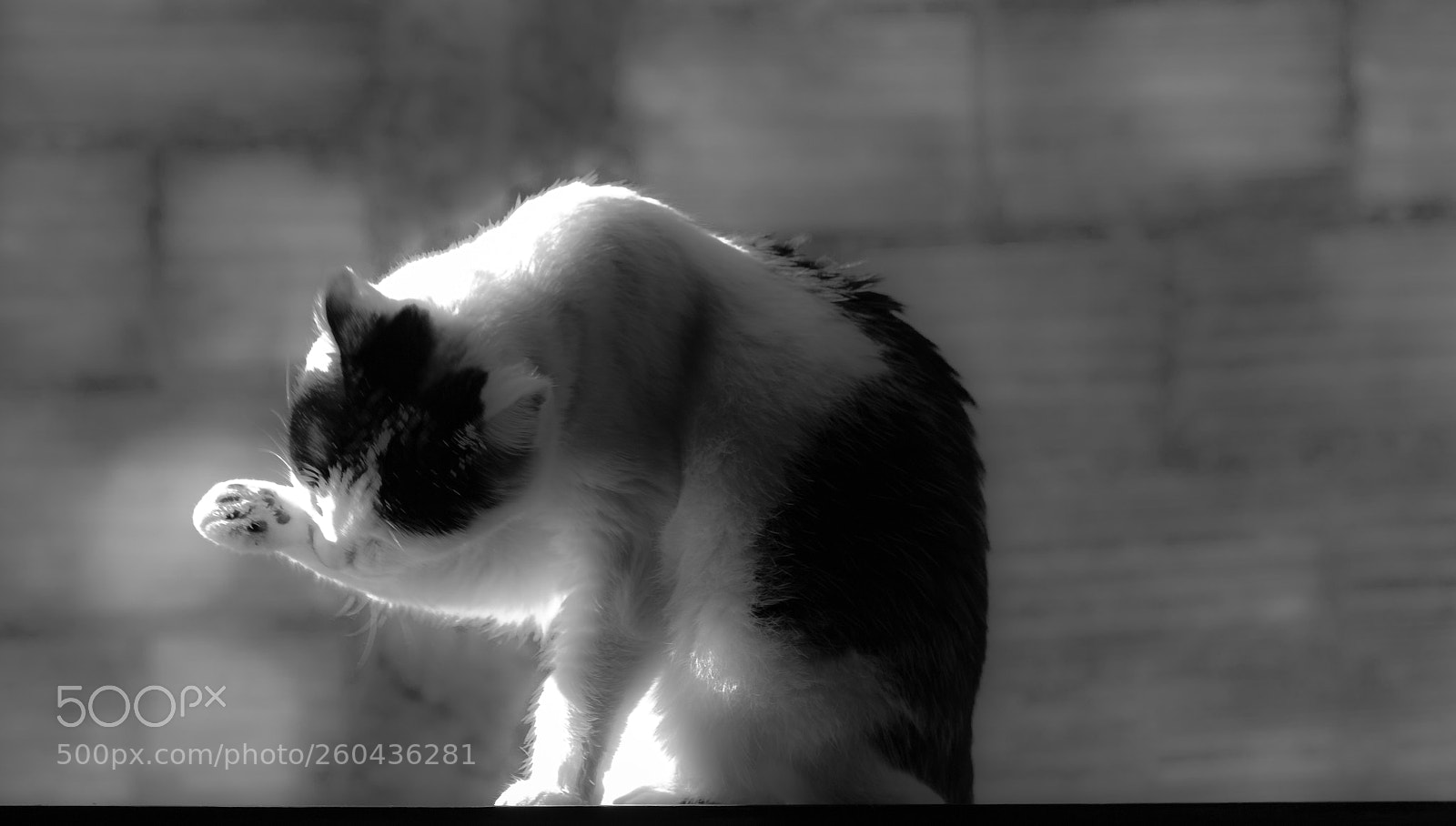 Canon EOS 70D sample photo. Cat in the window photography