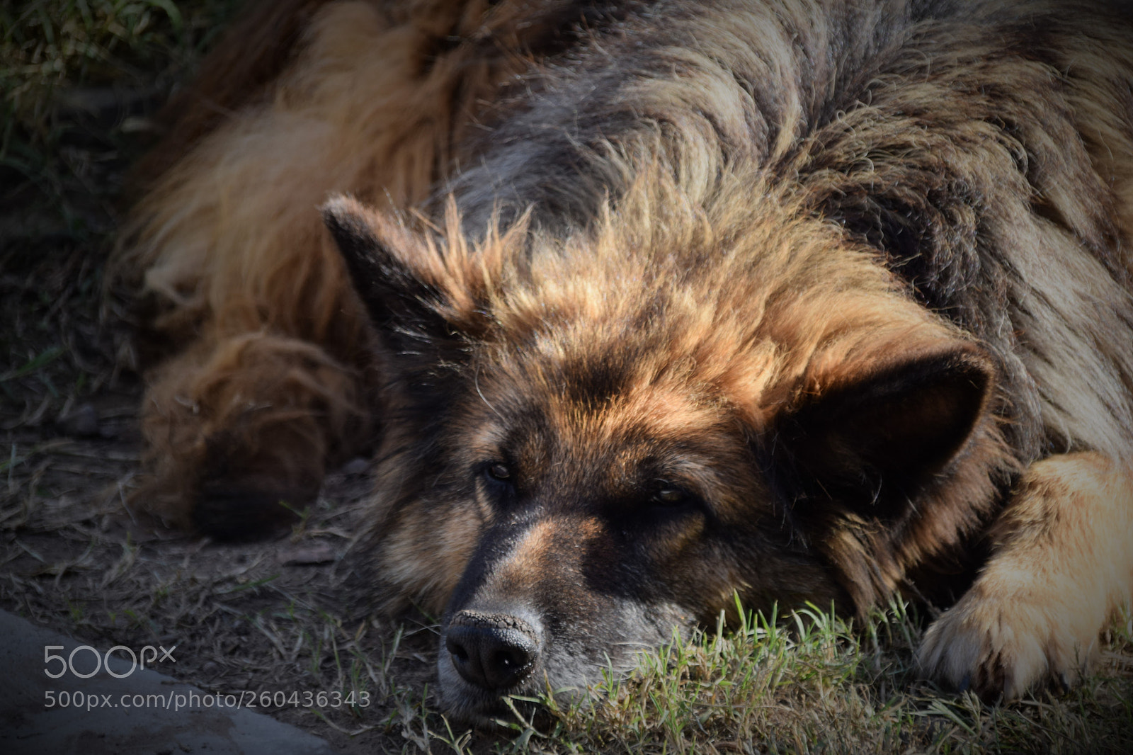 Nikon D5300 sample photo. Mi vieja compañera... photography
