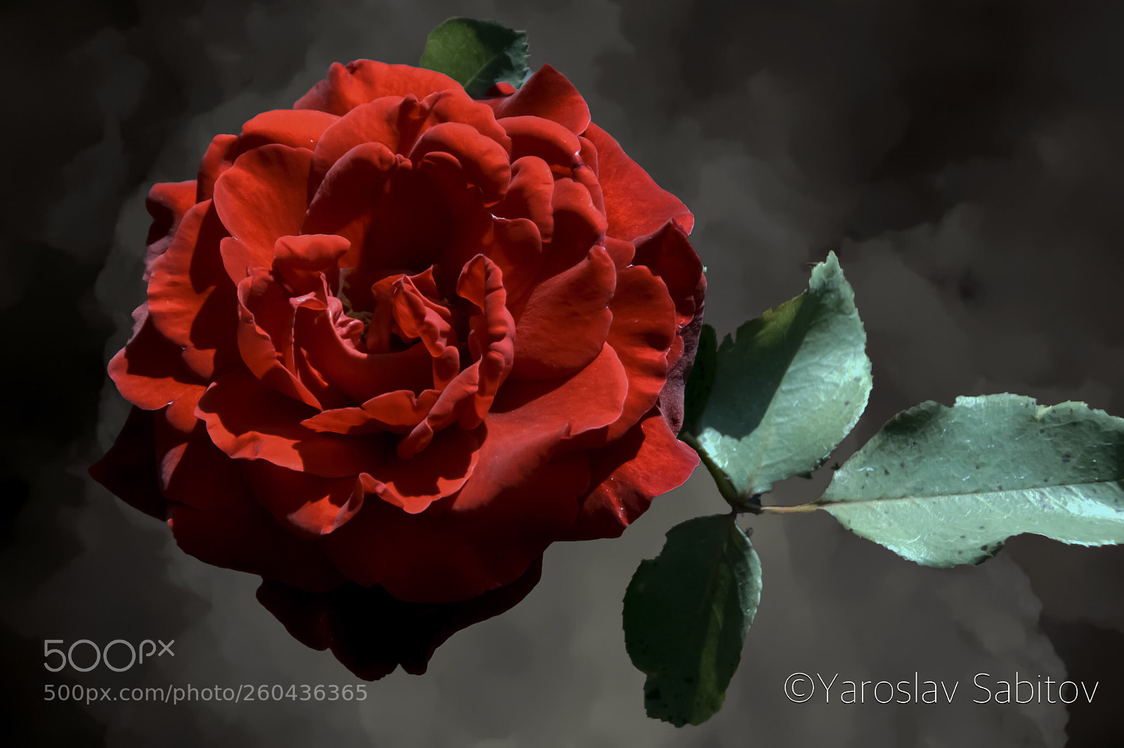 Canon EOS 1300D (EOS Rebel T6 / EOS Kiss X80) sample photo. Red rose ?  photography