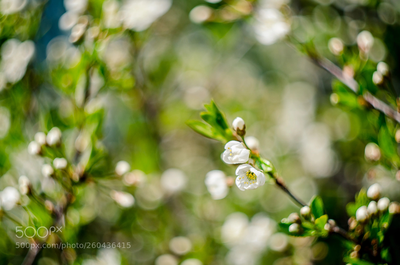 Nikon D7000 sample photo. Plum photography