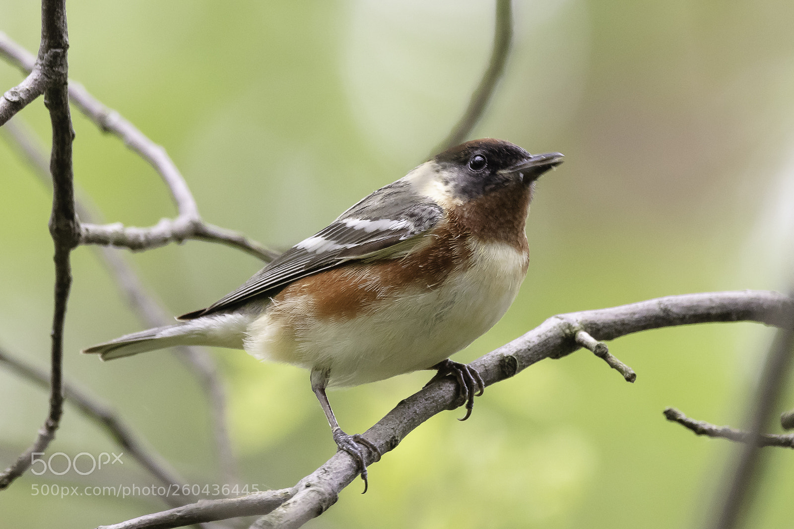 Canon EOS 5DS sample photo. Bay-breasted warbler photography