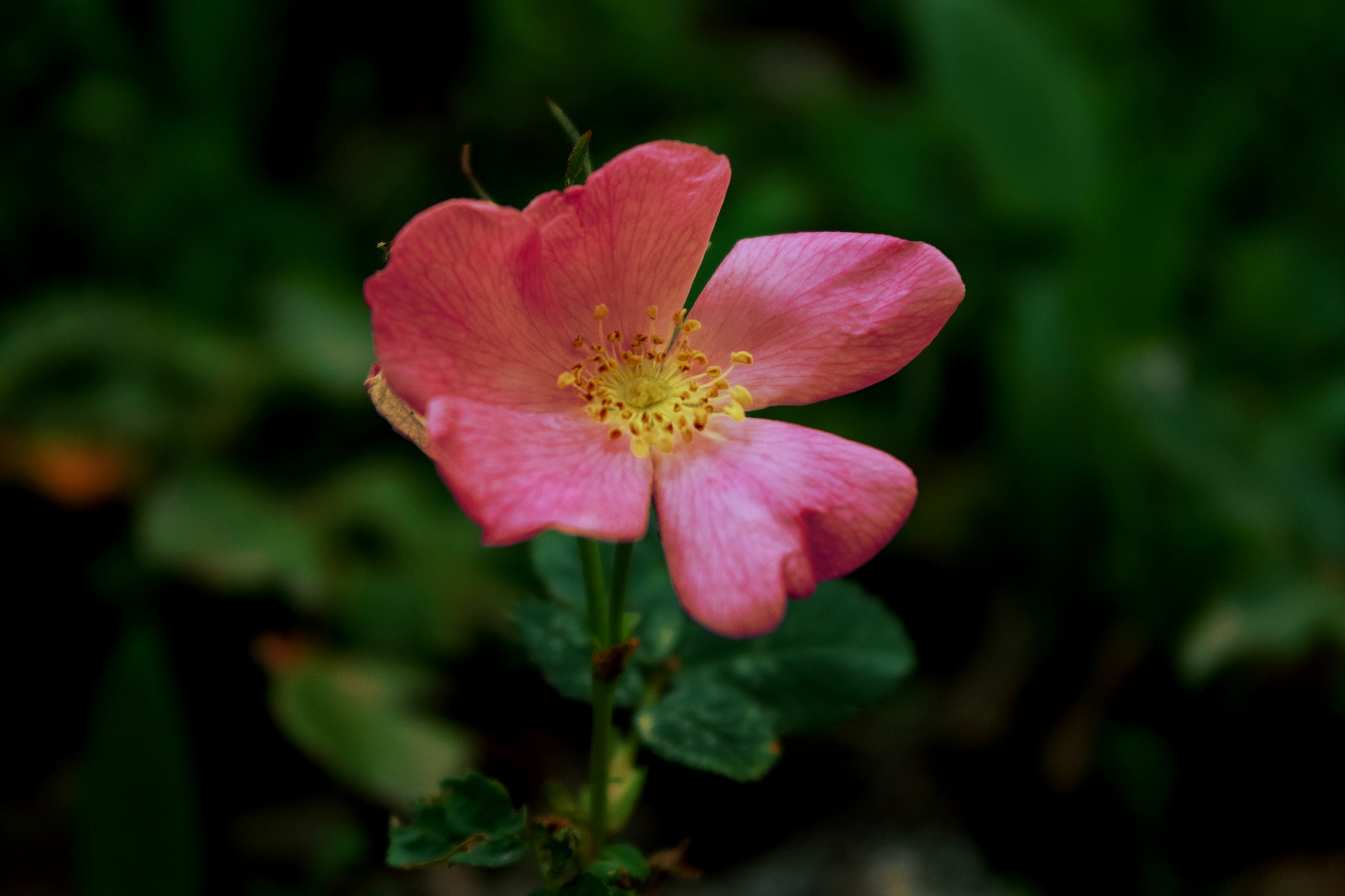 Samsung NX3000 sample photo. Pink & yellow photography