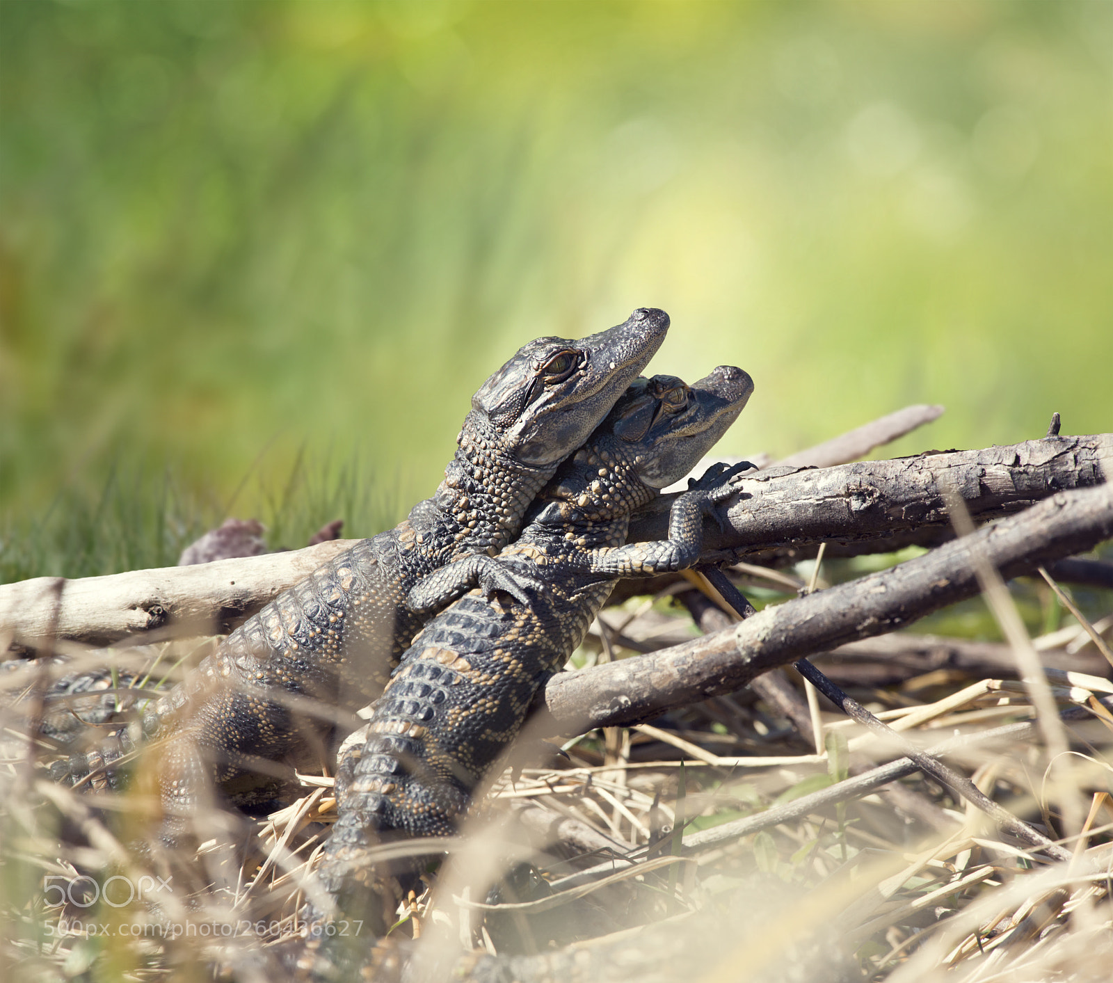 Nikon D800 sample photo. Baby alligators sunning photography