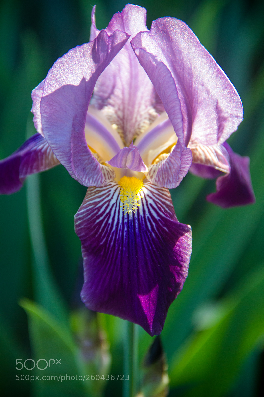 Canon EOS 60D sample photo. Luminous iris photography
